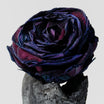Mgiełka do ciała – Black Rose & Oud